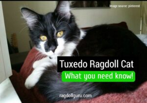 Tuxedo black and white ragdoll cat