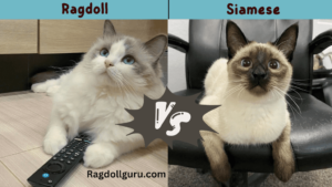 Ragdoll siamese mix