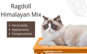 Ragdoll Himalayan Mix