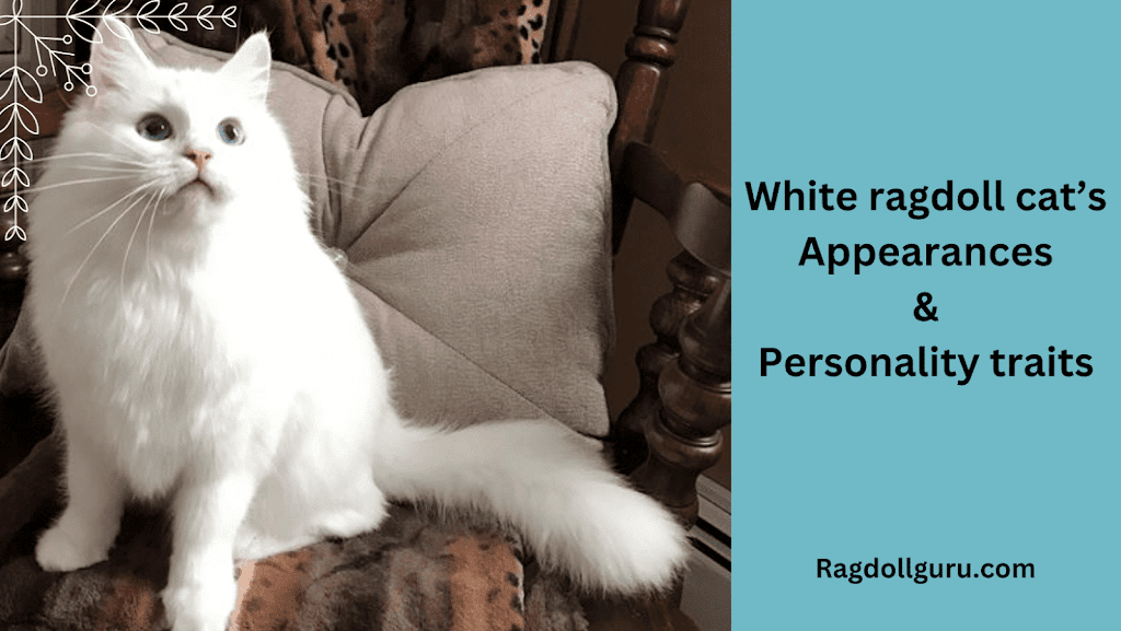 Pure White Ragdoll Cat