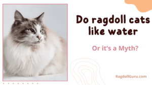 Do ragdoll cats like water