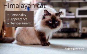 what is Himalayan cat