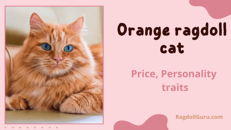 orange ragdoll cat