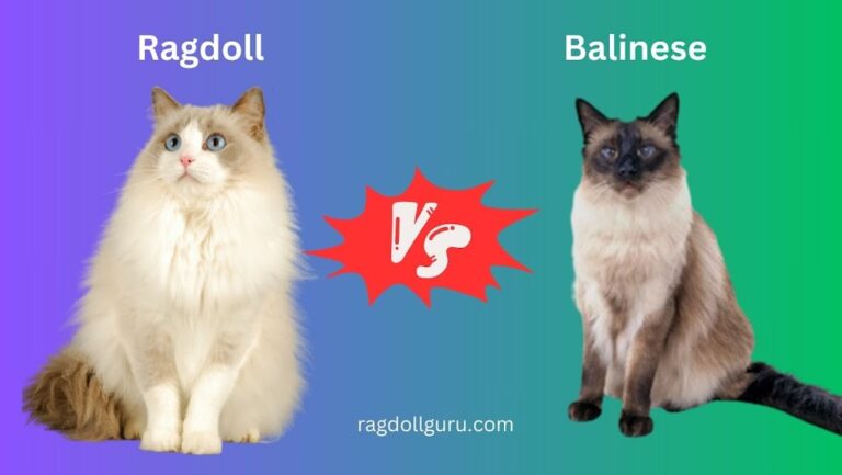 Difference Between Ragdoll and Balinese Cats