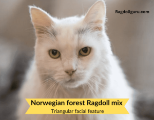 Norwegian Forest Cat Ragdoll Mix