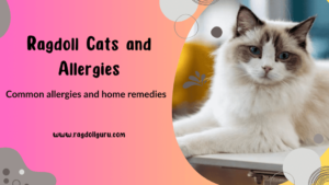 Ragdoll Cats and Allergies