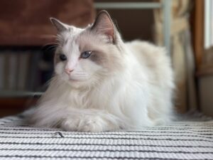 Ragdoll Cats and Allergies