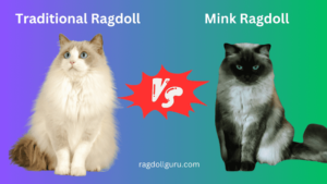 Mink ragdoll cats