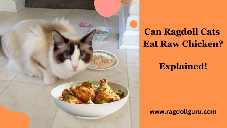 Can Ragdoll Cats Eat Raw Chicken