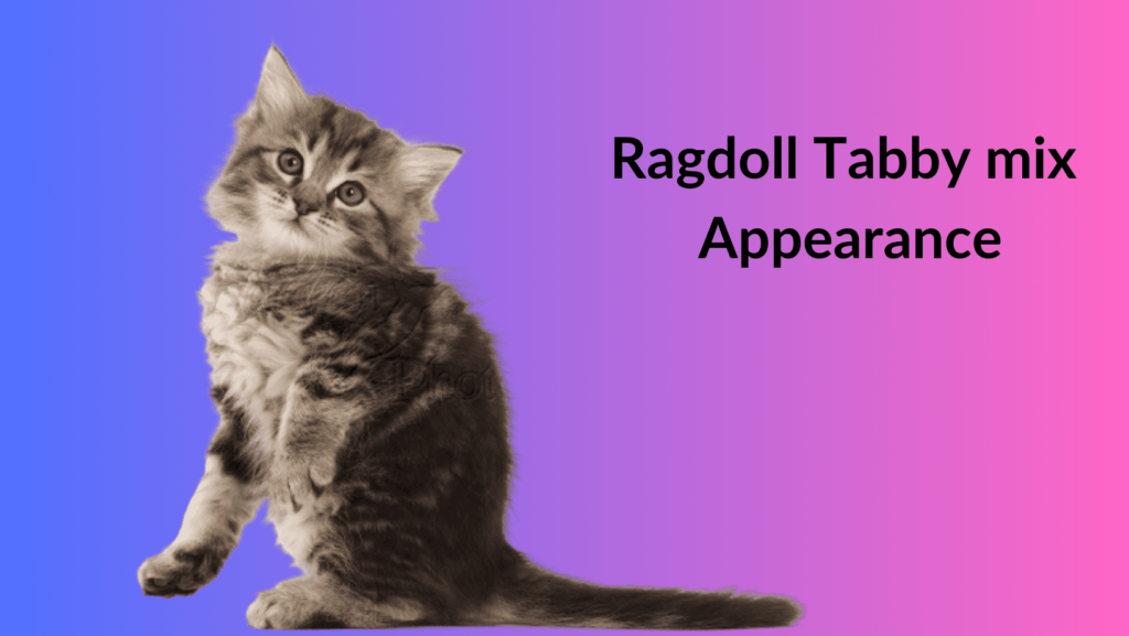 Tabby Ragdoll Cat physical appearance