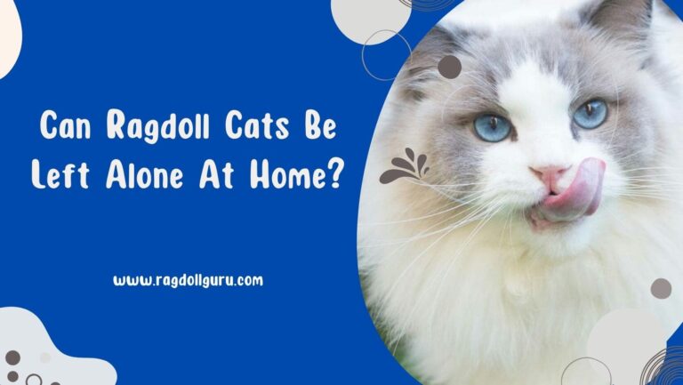 Can Ragdoll Cats Be Left Alone in home