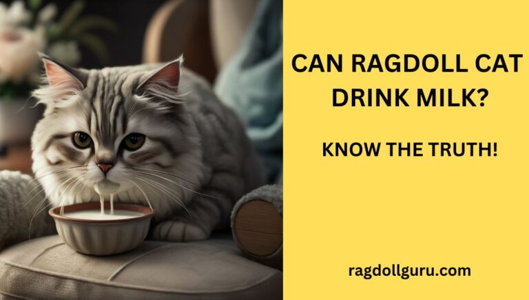 can Ragdoll cat drink milk?