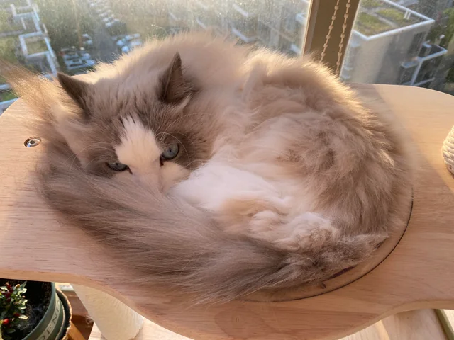 do ragdoll cats have separation anxiety 