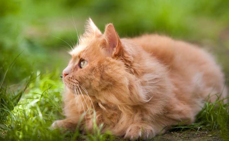 orange ragdoll cat