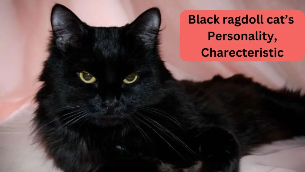 black ragdoll cats personality and characteristics