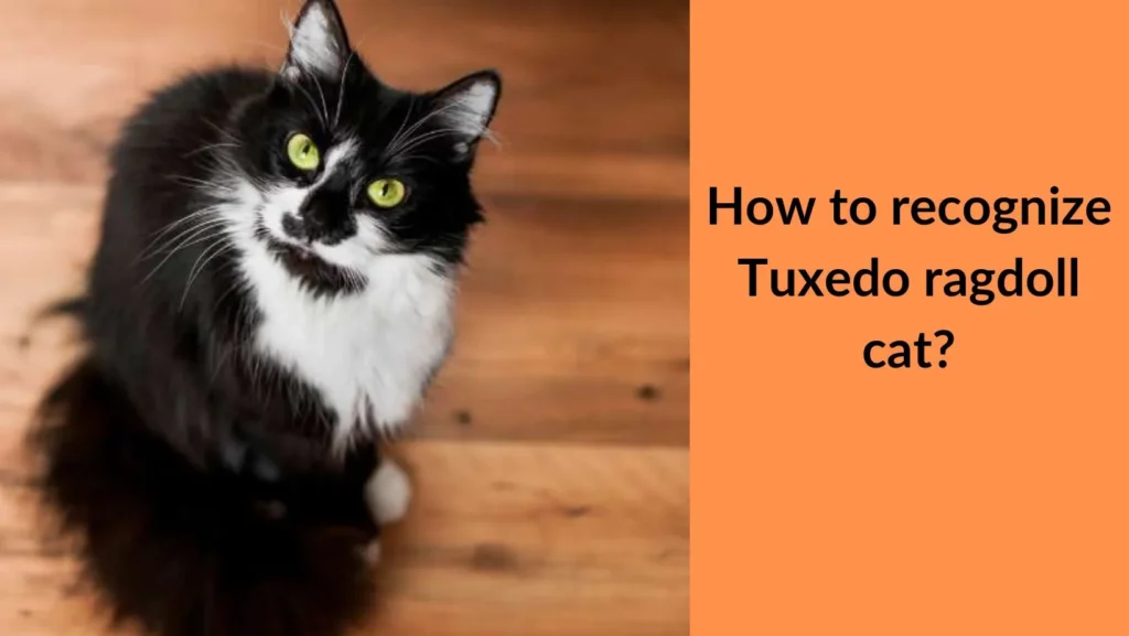 How to recognize Tuxedo ragdoll cat