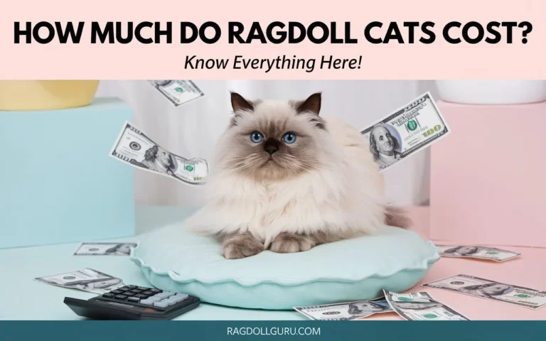 how much do ragdoll cats cost