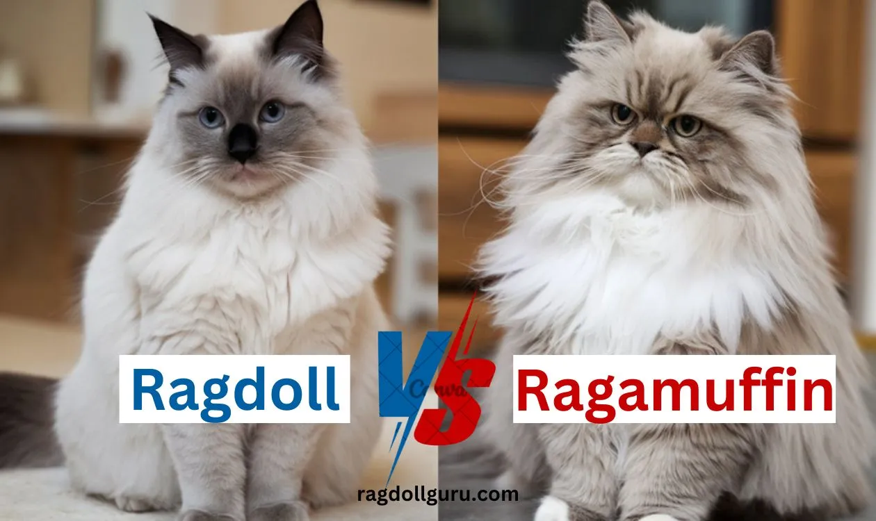 ragdoll vs ragamuffins cat