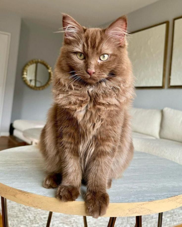 brown ragdoll cat